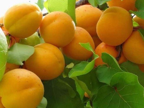Болезни и вредители абрикосов