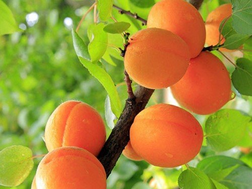Болезни и вредители абрикосов
