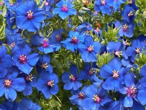 Цветок анагаллис и его выращивание
