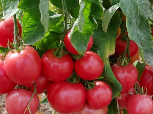Почему гниют помидоры
