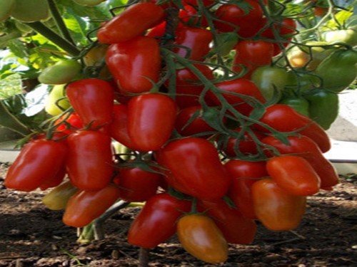 Как повысить урожайность помидор