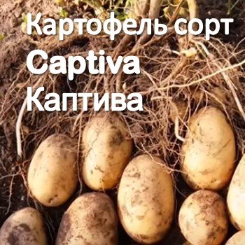 Картофель сорт Captiva Каптива