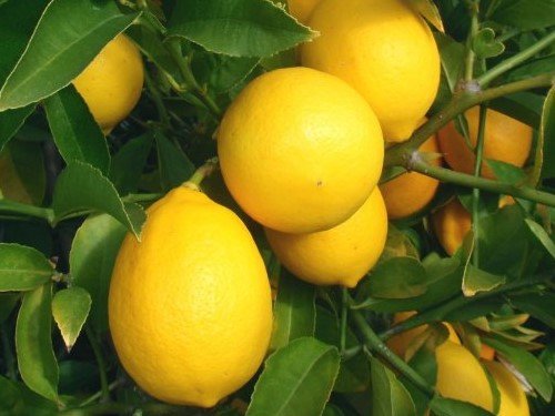 лимон комнатный