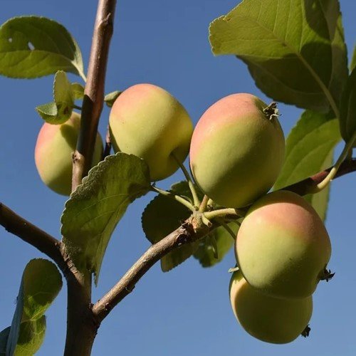 яблоки в саду