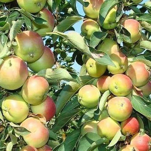 Яблони в сад