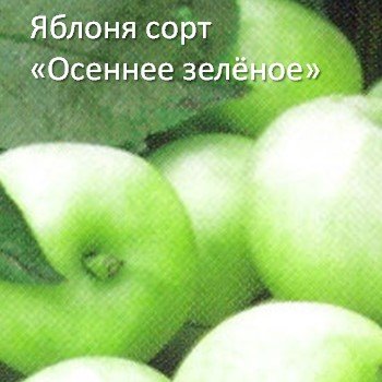 9 осенних сортов яблонь 