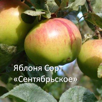 Яблоня Сорт «Сентябрьское» 