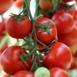 5 правил томатов в теплице