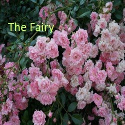 The Fairy 
