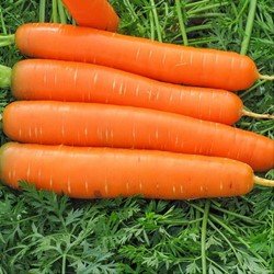 10 секретов ухода за морковью