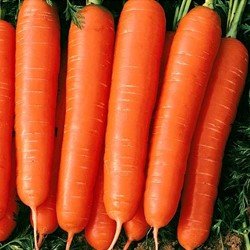 10 секретов ухода за морковью