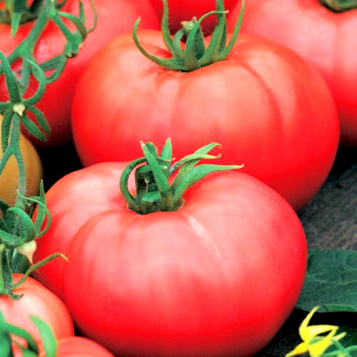 Как правильно посеять семена томатов