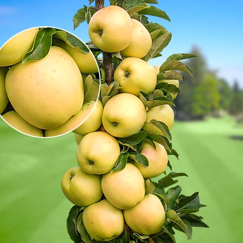 Вопросы садоводов о яблонях 