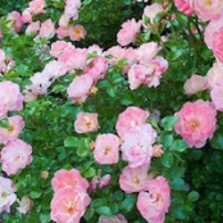 уход за розами в саду