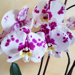 Орхидеи комнатные