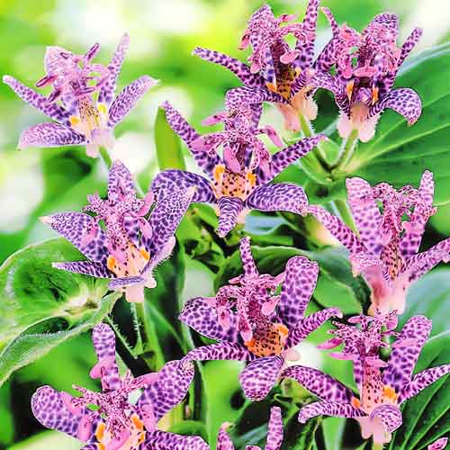 Орхидея садовая 