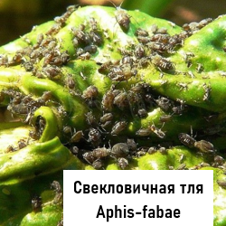 Aphis-fabae