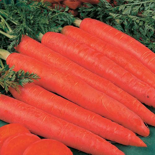Морковь 3 сорта и 3 совета