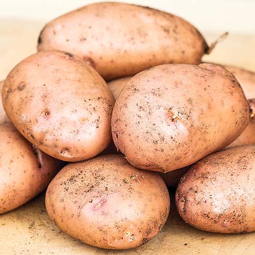 Выращиваем картофель 
