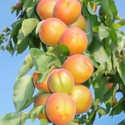 Питание для абрикоса
