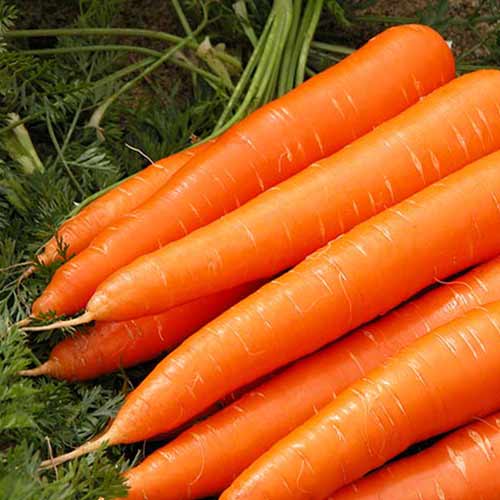 Морковь сахарная Лакомка Ф1 