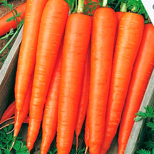 Морковь 4 сорта