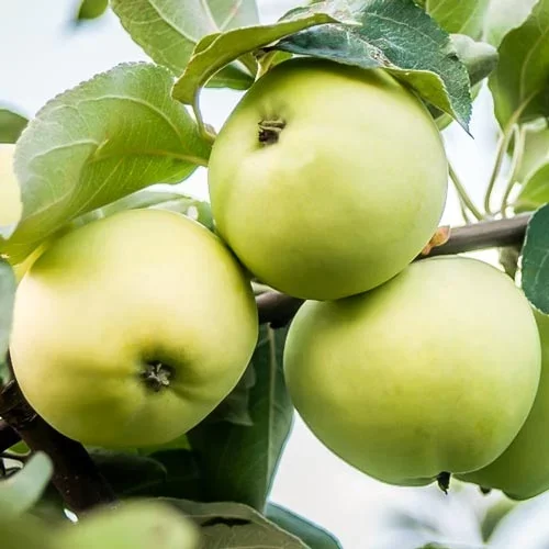Почему яблоня не даёт урожай