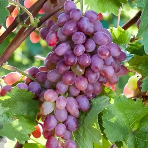 Календарь для винограда 