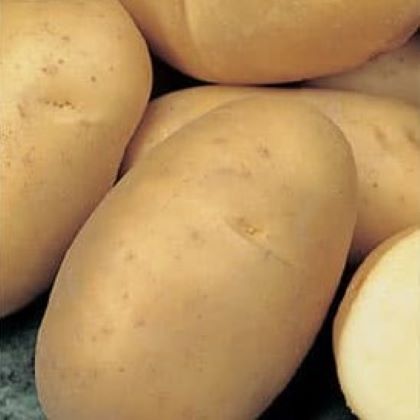 Чтобы вырастить картофель