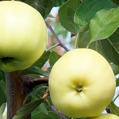 Яблоки летних сортов