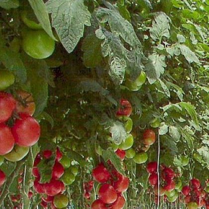 Как формировать кусты томатов